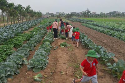 TRẢI NGHIỆM THỰC TẾ – KHÁM PHÁ VƯỜN RAU XANH- NHỮNG BÀI HỌC Ý NGHĨA CỦA CÁC BÉ 4-5 TUỔI, TRƯỜNG MẦM NON LỘC HẠ!